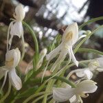 Habenaria procera Flor