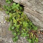 Theligonum cynocrambe Yeri