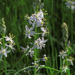 Camassia scilloides Virág