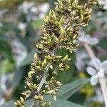 Buddleja globosa Vrucht