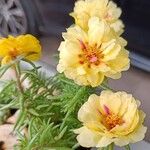 Portulaca pilosa Flors