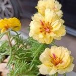 Portulaca pilosa 花