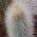 Cleistocactus hyalacanthus Liść