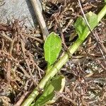 Arabidopsis halleri Folha