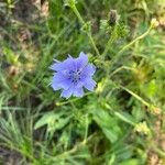 Cichorium endivia L.Lorea