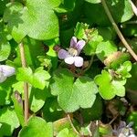 Cymbalaria muralis Ліст