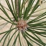 Pinus nigra Sonstige