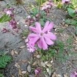 Silene pendula Flower