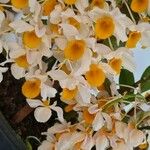Dendrobium thyrsiflorum Flor