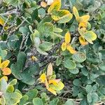 Salix vestita Φύλλο