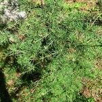 Larix sibirica Habitus