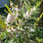 Leptospermum scoparium Blüte