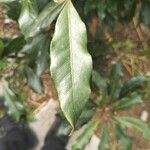 Pittosporum undulatum Leaf