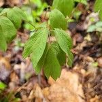 Caulophyllum thalictroides Blatt