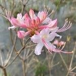 Rhododendron canescens Çiçek