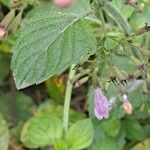 Clinopodium grandiflorum Leaf