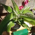 Kalanchoe daigremontiana Лист