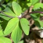 Isopyrum thalictroides Hoja