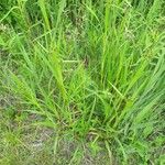 Scirpus atrovirens Habit