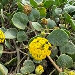 Abronia latifolia Květ