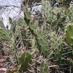 Opuntia elata Frunză