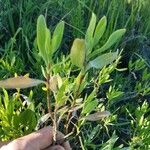 Borrichia frutescens Leaf