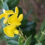 Sophora tomentosa Flor