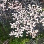 Sambucus ebulusFlower