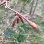 Corylus americana 果實