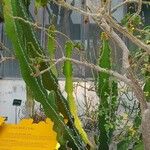 Euphorbia cactus Habit