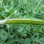 Lotus maritimus Fruit