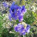 Polemonium caeruleumFlower