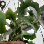 Epiphyllum hookeri ഇല