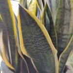 Sansevieria trifasciataഇല