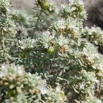 Teucrium dunense Flower