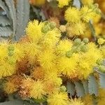 Acacia podalyriifolia Flor