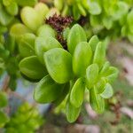 Sedum kimnachii List