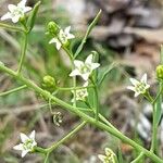 Thesium linophyllon Blüte