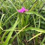 Tradescantia virginianaLeaf