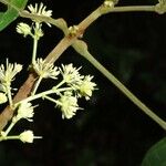 Sloanea sinemariensis Virág