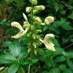 Salvia glutinosaFlower