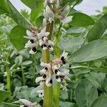 Vicia faba Flower