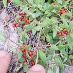 Chenopodium nutans Ffrwyth