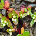 Koenigia islandica Blüte