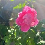 Rosa gallica Floro