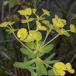 Euphorbia biumbellata 花