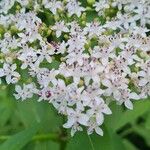 Sambucus ebulusBlüte