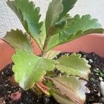Kalanchoe longiflora Φύλλο