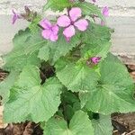 Lunaria redivivaফুল