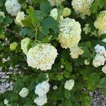 Viburnum macrocephalum Blüte